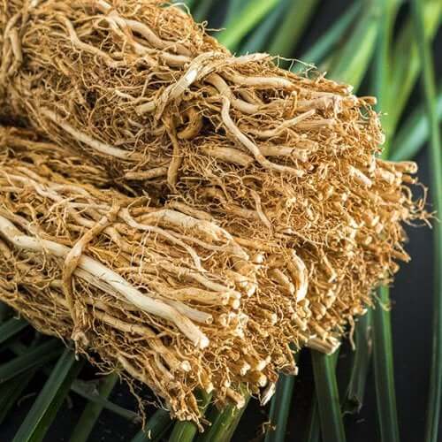 Chrysopogon zizanioides rötter