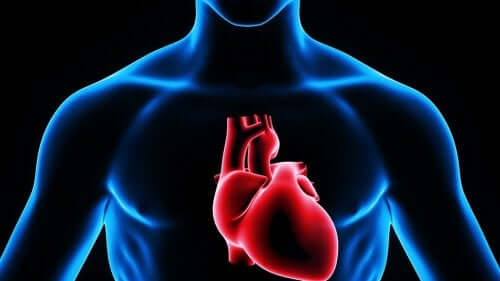 Bild på överkropp med fokus på hjärtat.