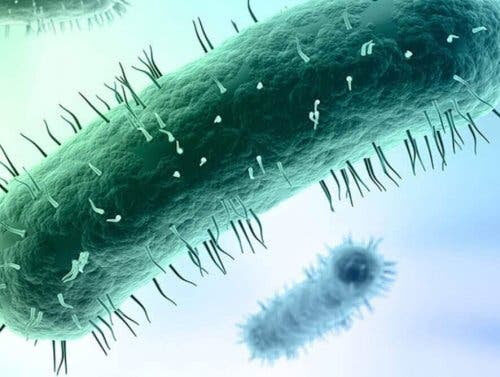Mycoplasma genitalium i mikroskop