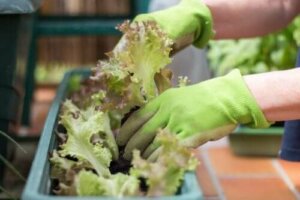 Hur man skapar en urban trädgård i ett begränsat utrymme