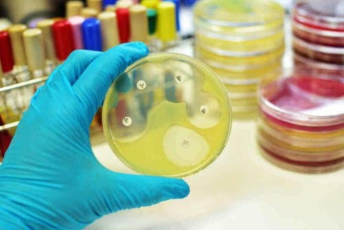 antibiotika för urinvägsinfektioner: bakterier i petriskål