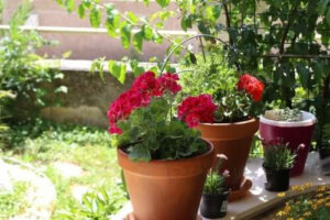 Sommarens blommor: sex vackra alternativ för heta lägen