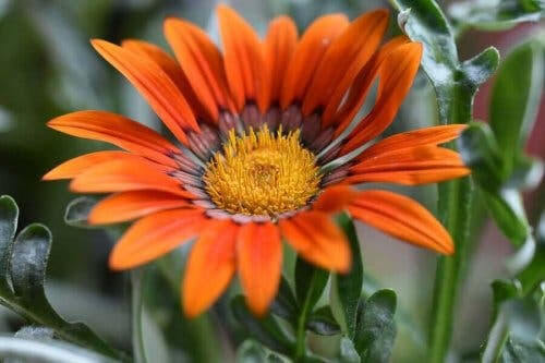 Gazania är en av sommarens blommor