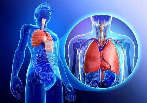 illustration av lungor och luftvägar