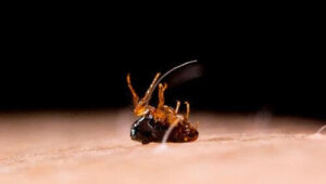 Symptom och behandling av tungiasis