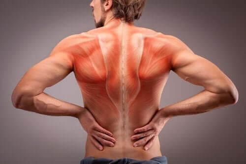 Lär dig mer om anatomin i vår ryggmuskulatur
