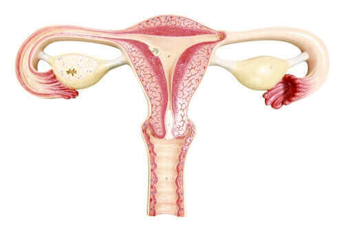 Illustration av äggledare och livmoder.