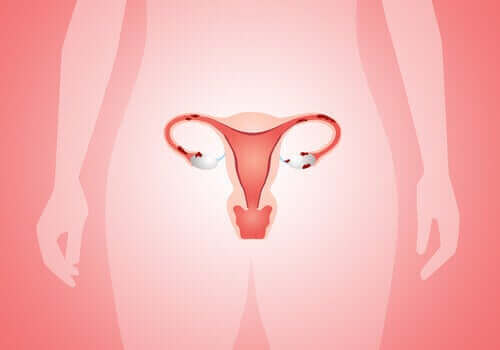 En tecknad bild på kvinnans reproduktiva system.