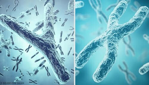 X- och Y-kromosom