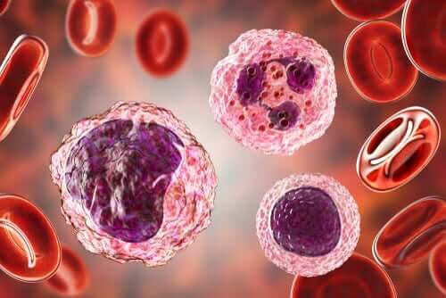 Höga nivåer av monocyter i blodet: symptom och behandlingar