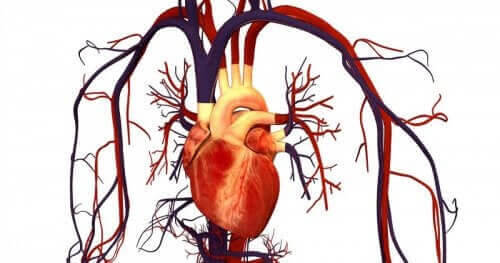 En illustration av ett hjärta.