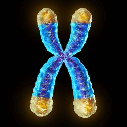Vad är telomerer och hur påverkar de åldrande?