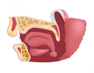Vad är spottkörtlarna i underkäken till för?