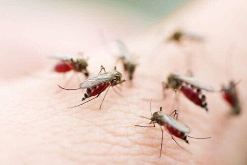 myggor sprider sjukdomar som drabbar resenärer