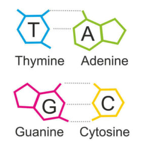 Allt du behöver veta om puriner och urinsyra