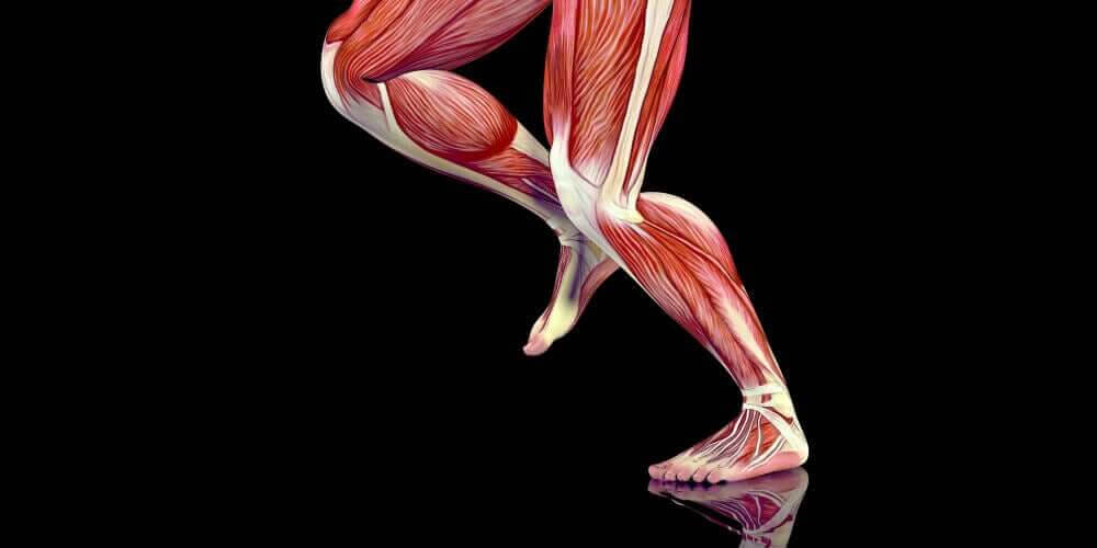 vad är utlösningspunkter: musklerna i benen