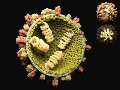 Lär dig mer om reproduktionscykeln för virus
