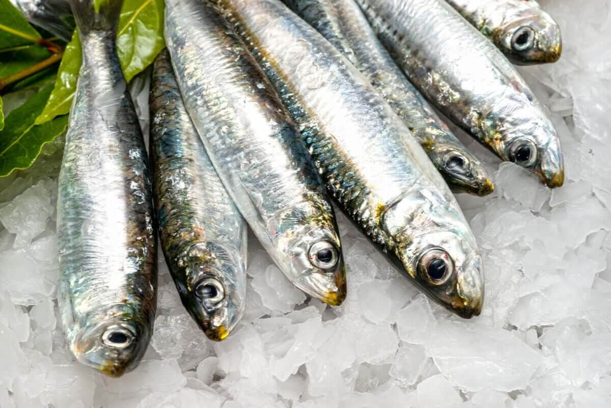 fördelarna med sardiner