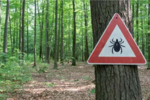 Behandling av borreliainfektioner