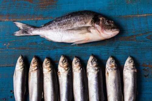 Kolesterol i skaldjur: En bild på olika feta fiskar. 