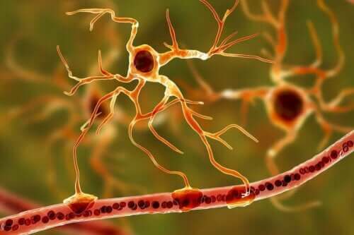 Hjärnans nervsystem.