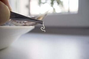 Upptäck de vanligaste parasiterna i livsmedel