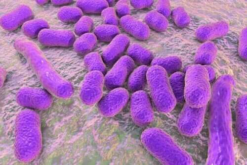 En grupp bakterier på en yta.