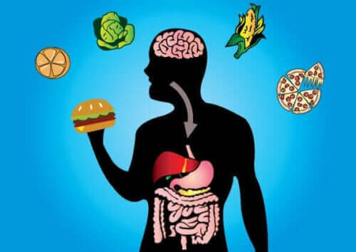 Illustration hur hamburgare metaboliseras i kroppen.