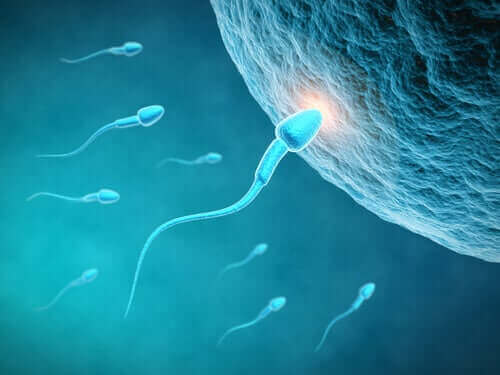 Förbättra kvaliteten på dina spermier: börja med kosten