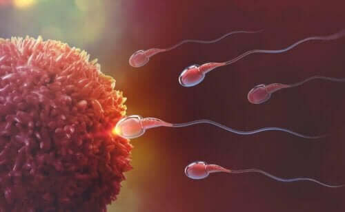 Spermier befruktar ett ägg.