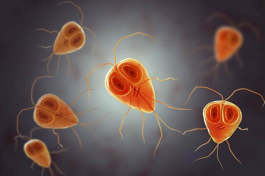 Behandlingen av giardiasis