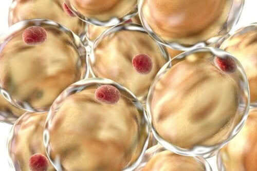 bli fett i kroppen: fettceller