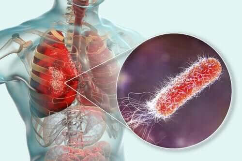 Finns det bakterier i lungorna?