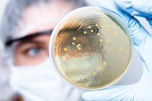 Avföringsprov för bakteriologisk odling: en mikroskopisk analysmetod