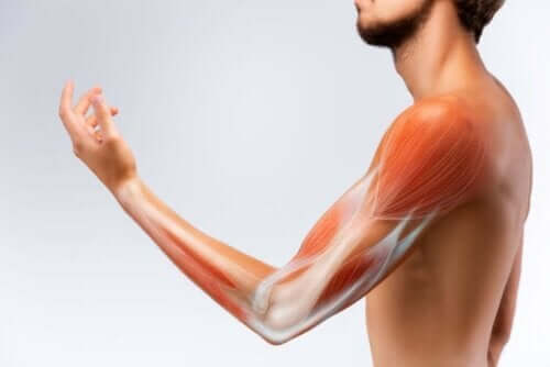 Arm med illustrerade muskler.