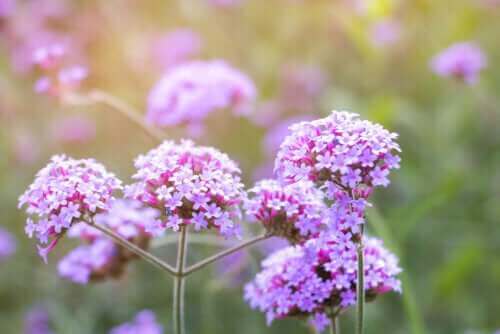 Medicinalväxten järnört: egenskaper och användningsområden