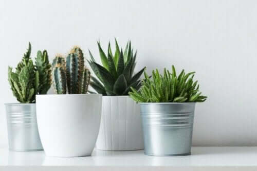tåliga växter: kaktusar