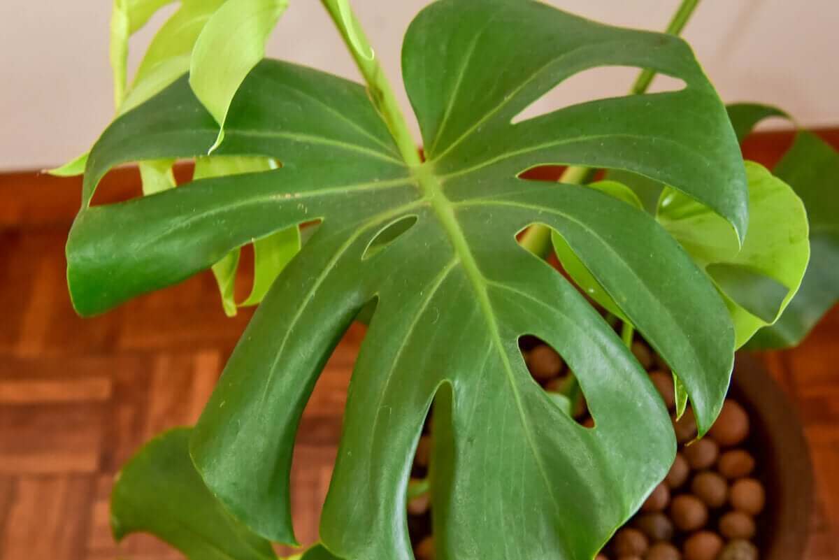 monstera