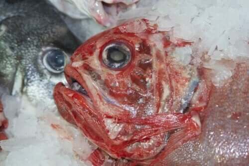 kvicksilver fisk