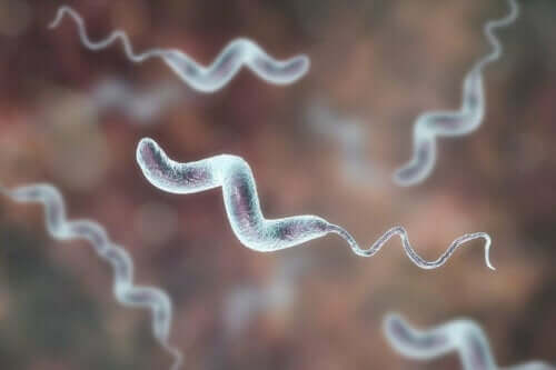 Campylobacterbakterie