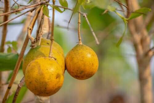 Allt du behöver veta om rävkaketrädet, nux vomica