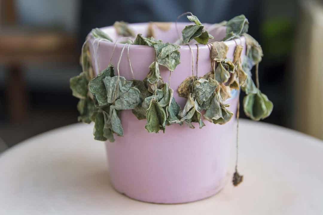 vissen blomma