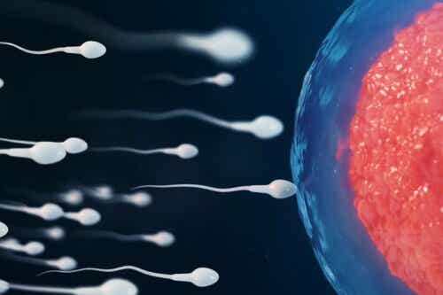 gravid efter samlag: spermier och ägg