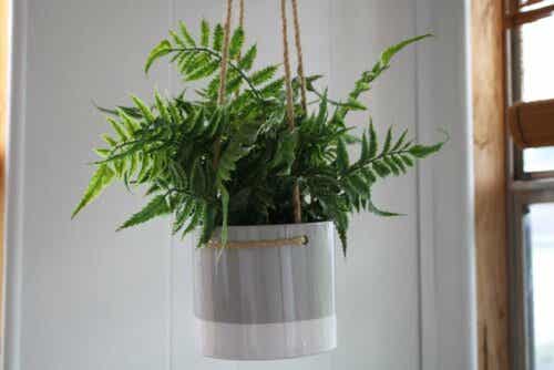 hammagjord ampel till dina växter