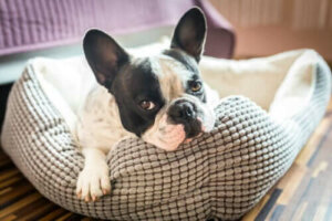 Så gör du egna hund- och kattkojor
