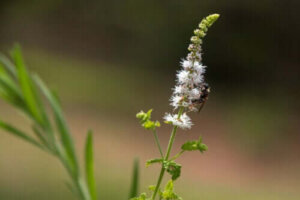 Medicinalväxten läkesilverax: egenskaper, användning och risker