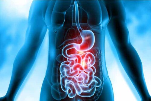 Mänskligt matsmältningssystem.