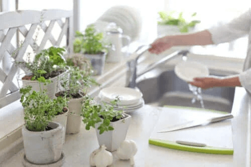 5 fördelar med att ha växter i köket