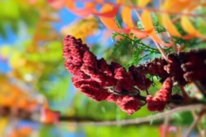 Amerikanskt kermesbär: Egenskaper, användning och risker