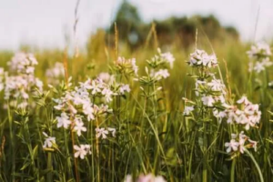 Såpnejlikans egenskaper och medicinska användningsområden